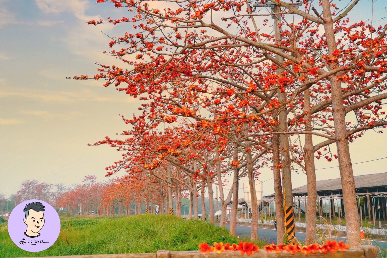 台南景點 21台南白河木棉花季 白河林初埤木棉花道 全長900公尺宛如詩情畫意般的極致美景 痴吃的玩