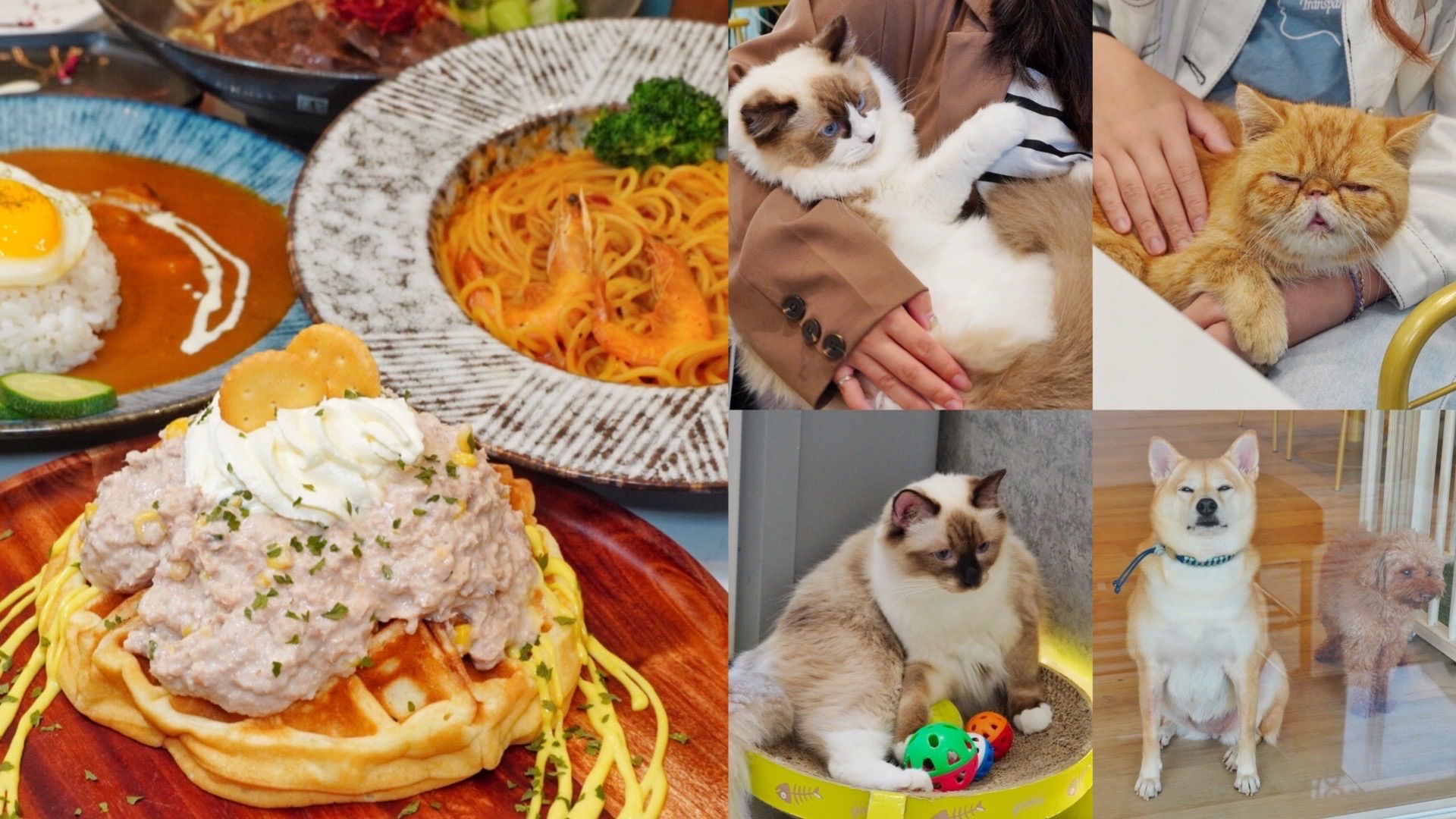 【台南寵物餐廳】吸貓吸到飽「魔法咪嚕寵物咖啡館」超萌貓咪可以摸摸！根本是貓控的天堂啊